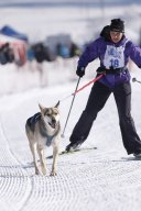 Lenk 2013
